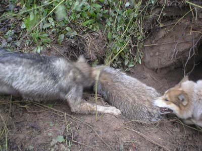 Îmbrăcați piei de badger