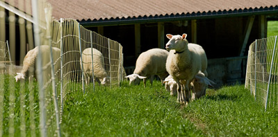 Tipuri de garduri pentru oi