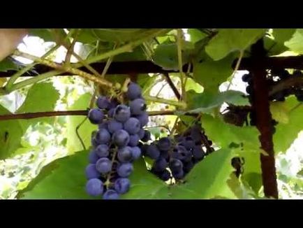 Виноград изабелла посадка і догляд, опис сорту, користь і шкода