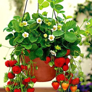 Cultivarea căpșunilor la domiciliu pe balcon, alegerea unui loc și a unui vas, pregătirea solului,