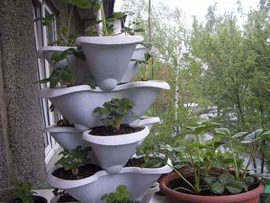 Cultivarea căpșunilor la domiciliu pe balcon, alegerea unui loc și a unui vas, pregătirea solului,