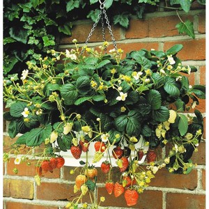Cultivarea căpșunilor la domiciliu pe balcon, alegerea unui loc și a unui vas, pregătirea solului,