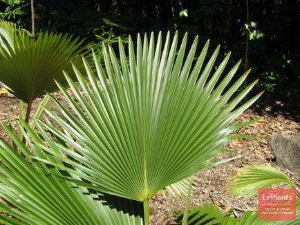 Cultivarea palmelor de interior