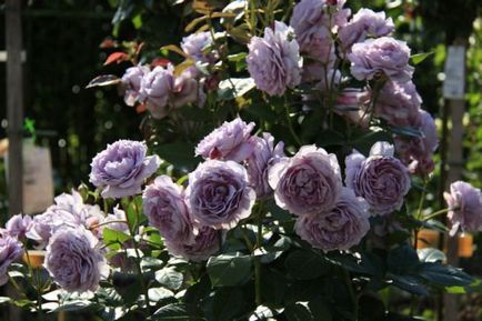Növekvő floribunda rózsák a nyílt terepen, a dugványok, a magvakból, ha a növény, gondoskodás, fotó, videó