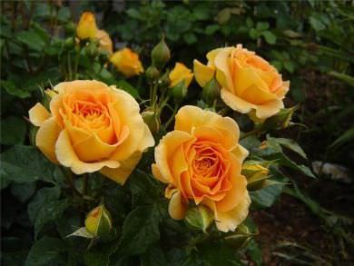Növekvő floribunda rózsák a nyílt terepen, a dugványok, a magvakból, ha a növény, gondoskodás, fotó, videó