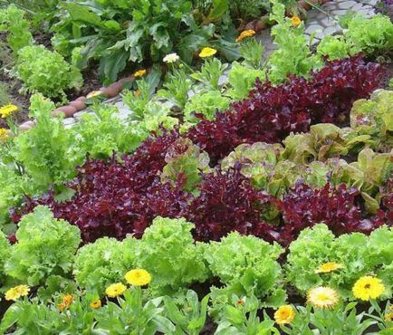 Cultivarea salatei, răsadurilor, plantării și îngrijirii
