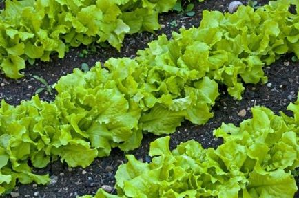 Növekvő saláta fajták, palánták ültetése és gondozása