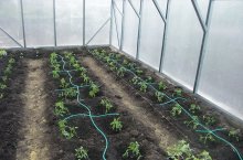 Вирощування салату в теплиці невибагливі сорти і особливості посадки і догляду