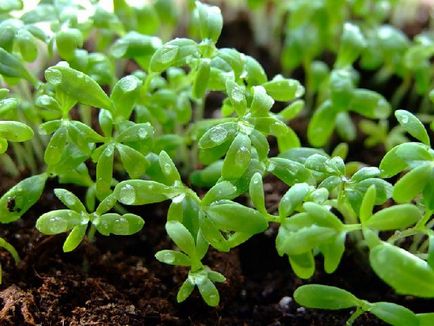 Salata de creștere într-o varietate de soiuri nepretențioase și caracteristici de plantare și de îngrijire