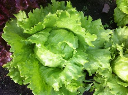 Вирощування салату в теплиці невибагливі сорти і особливості посадки і догляду