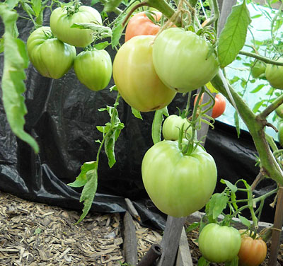 Cultivarea tomatelor de la viori este o modalitate eficientă de creștere a numărului de răsaduri