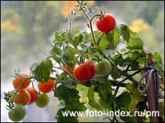 Вирощування томатів на балконі і підвіконні