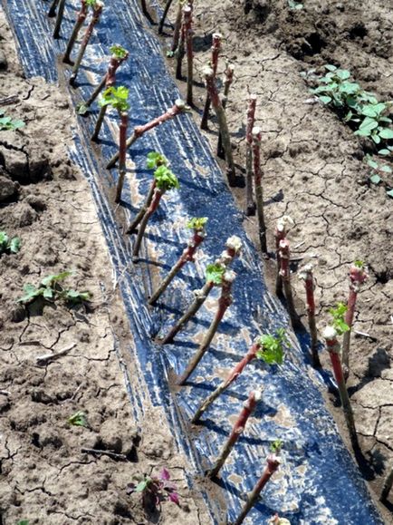 Вирощування винограду з живців заготівля і вкорінення