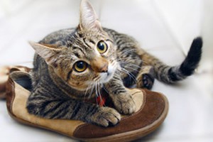 Виводимо запах котячої сечі перевірені засоби, способи обробки диванів і килимів