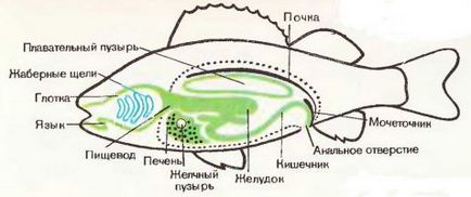 Organele interne ale peștilor