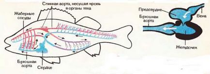 Внутрішні органи риби