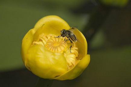 Водяна лілія - ​​чарівна і ніжна біле латаття