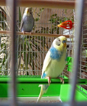 Papagali pepeni, îngrijire pentru papagalii ondulari, păsări pentru casă, animale de companie