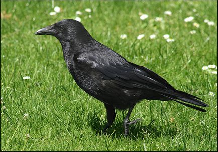 Crow (corvus corone) cioara, conținut de captivitate aviară lăcomie lacomă lăcomie foame