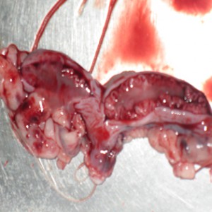 Inflamația uterului la o pisică - servicii veterinare