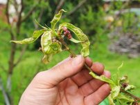 Dăunători de frunze de căpșuni sălbatici, un grădinar (gospodărie)