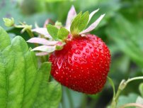 Dăunători de frunze de căpșuni sălbatici, un grădinar (gospodărie)