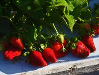 Dăunători de frunze de căpșuni sălbatici, un grădinar (gospodărie)