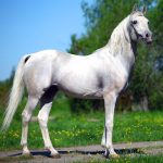 Totul despre colorarea cailor de ce culoare, varietate, trăsături de culori și zonare a cailor
