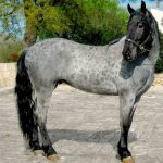 Все про чалом забарвленні коней якої масті, різновиди, особливості забарвлень і зонування коней