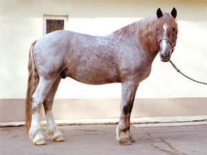 Все про чалом забарвленні коней якої масті, різновиди, особливості забарвлень і зонування коней