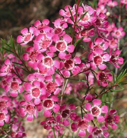 Hamelaceum cocoșat (chamelaucium uncinatus), plante în casă