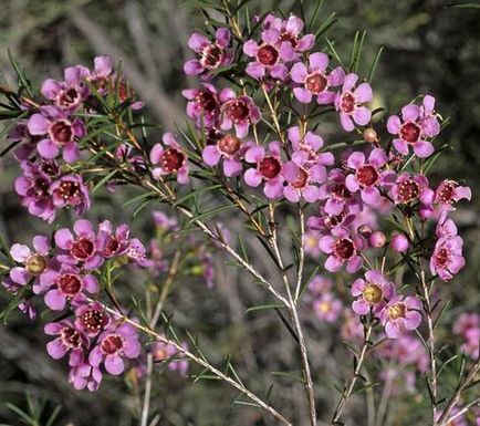 Hamelaceum cocoșat (chamelaucium uncinatus), plante în casă