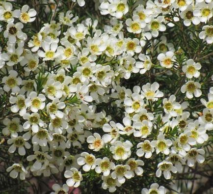 Hamelaceum cocoșat (chamelaucium uncinatus), plante în casă