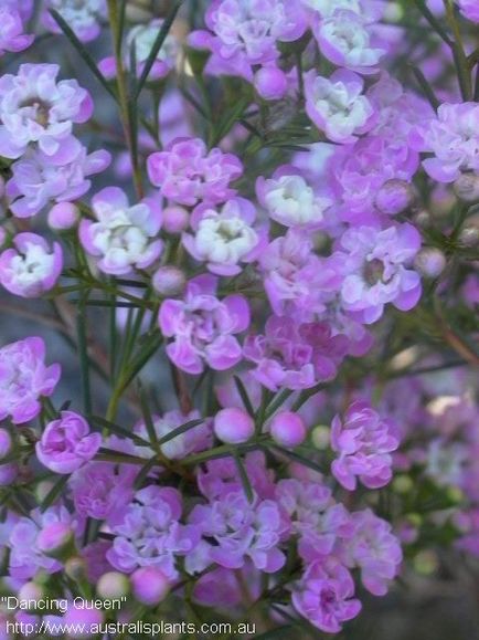 Hamelaceum cocoșat (chamelaucium uncinatus), plante în casă