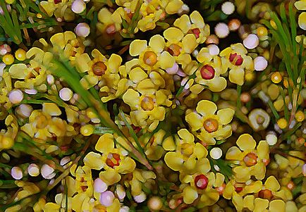 Hamelaceum cocoșat (chamelaucium uncinatus), plante în casă