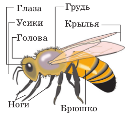 Caracteristicile insectelor pe scurt