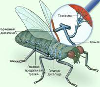 Caracteristicile insectelor pe scurt