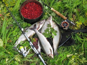 Харіус - лов харіуса в ленінградській області, на що і як ловити харіуса всі види риби способи і