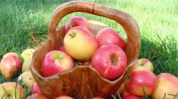 Яблучний спас в 2017 році якого числа, як святкувати, що не можна робити, історія - новини