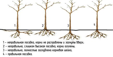 Plantarea și îngrijirea pomilor de arbori