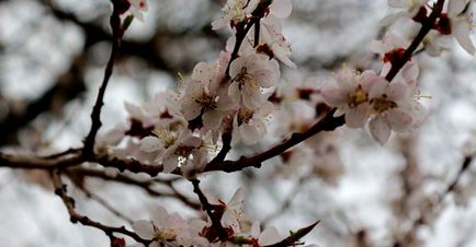 Grădina japoneză în fotografia grădinii botanice, orele de lucru, cum se obține