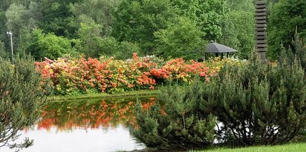 Grădina japoneză în fotografia grădinii botanice, orele de lucru, cum se obține