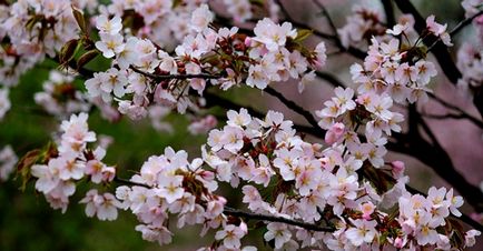 Grădina japoneză în fotografia grădinii botanice, orele de lucru, cum se obține