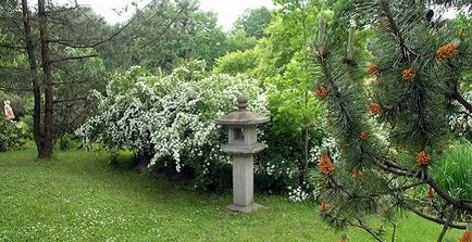 Grădina japoneză în fotografia grădinii botanice, orele de lucru, cum se obține