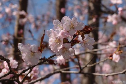 Grădina japoneză în grădina botanică din Moscova cum să ajungi acolo, orele de deschidere, prețurile biletelor