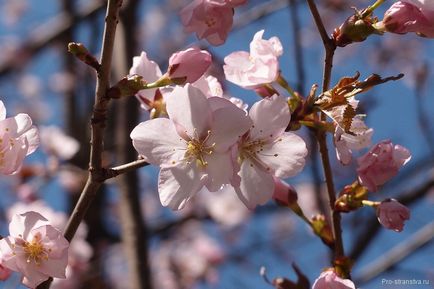 Grădina japoneză în grădina botanică din Moscova cum să ajungi acolo, orele de deschidere, prețurile biletelor