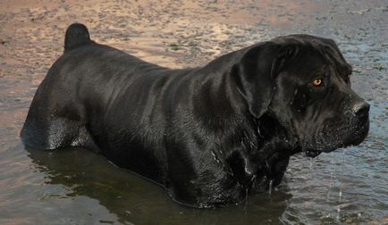 Sud-african Boerboel