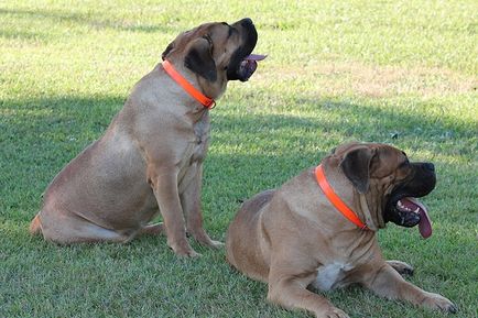 Sud-african Boerboel