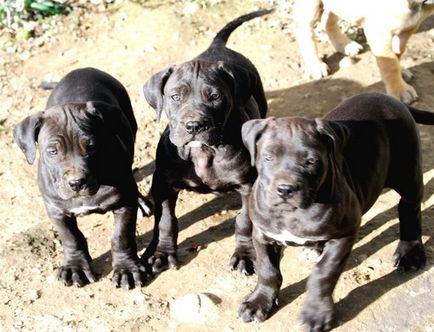 Sud-african Boerboel