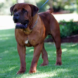 Sud-african Boerboel